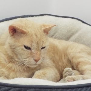 Picture of Leo