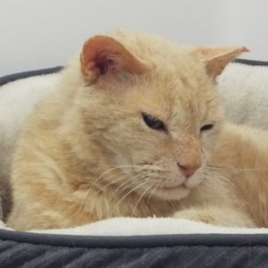 Picture of Leo