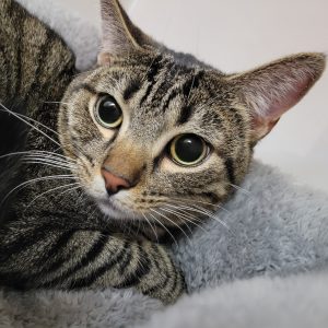 Picture of Loafer