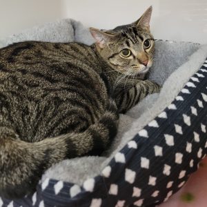 Picture of Loafer