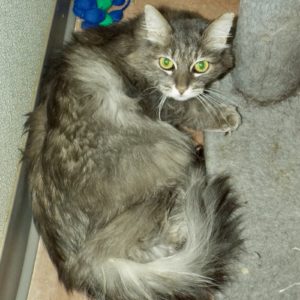 Picture of Lucy