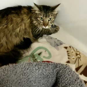 Picture of Maggie