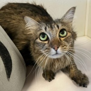 Picture of Maggie