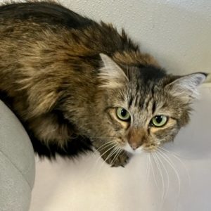 Picture of Maggie
