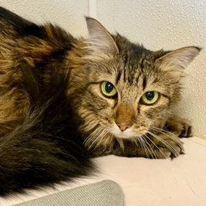 Picture of Maggie
