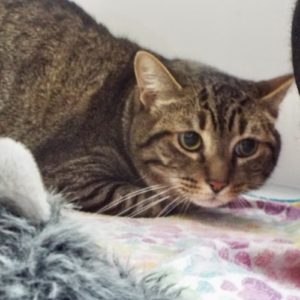 Picture of Mylo