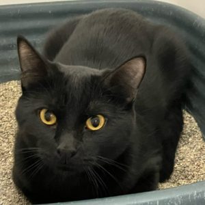 Picture of Osita