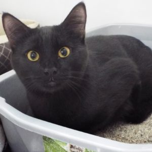 Picture of Osita