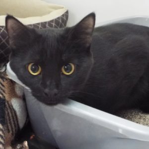 Picture of Osita