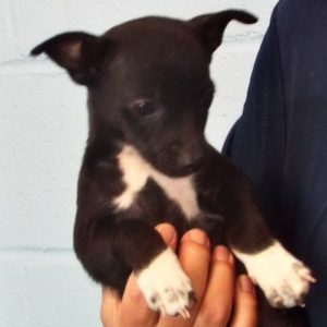 Picture of Peanut