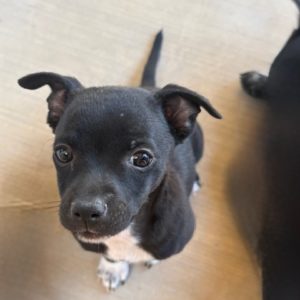 Picture of Peanut