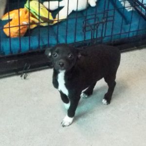 Picture of Peanut