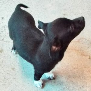 Picture of Peanut
