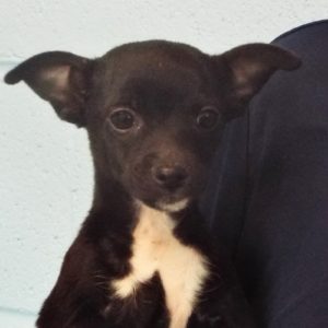 Picture of Peanut