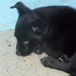 Picture of Pecan