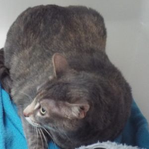 Picture of Pixie (R.B.)