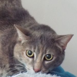 Picture of Pixie (R.B.)