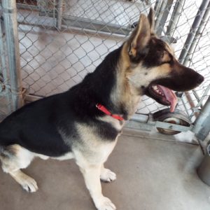 Picture of Rex