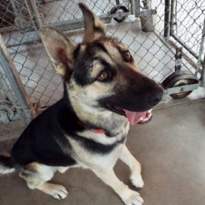 Picture of Rex