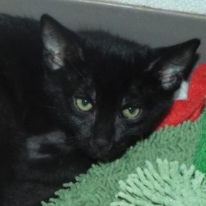 Picture of Riot