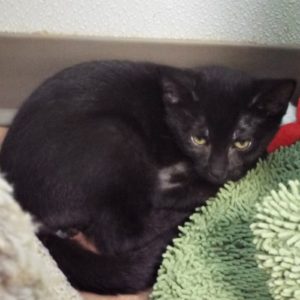 Picture of Riot