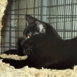 Picture of Riot