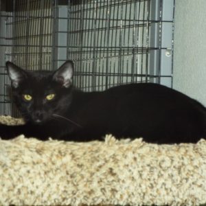Picture of Riot