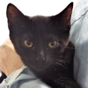 Picture of Riot