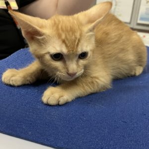 Picture of Ruckus