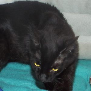 Picture of Silk