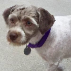 Picture of Suzie Q