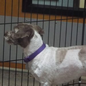 Picture of Suzie Q