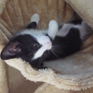 Picture of Sylvester