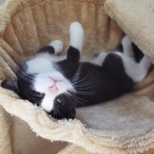 Picture of Sylvester