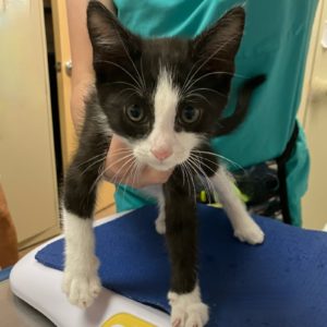 Picture of Sylvester