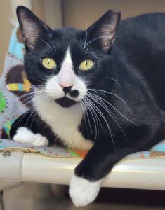 Picture of Tux