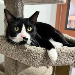 Picture of Tux