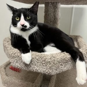 Picture of Tux