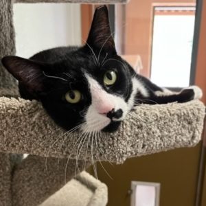 Picture of Tux