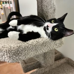 Picture of Tux