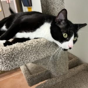 Picture of Tux