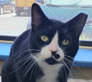 Picture of Tux