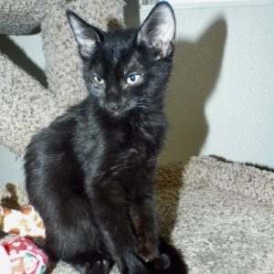 Picture of Velvet