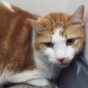Picture of Waffles
