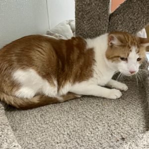 Picture of Waffles
