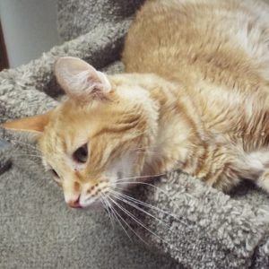 Picture of Arlo