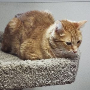Picture of Arlo