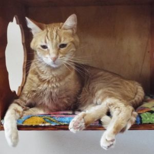 Picture of Arlo