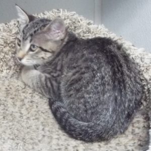Picture of Basil