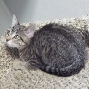 Picture of Basil